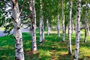 Почему у березы белая кора?