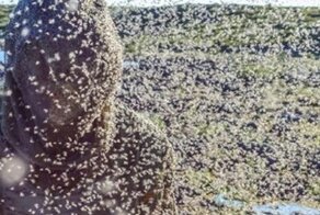 На счету насекомых 10 трупов: в Ульяновской области чёрная мошка парализовала деревни