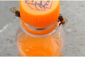 Две пчелы смогли открыть крышку бутылки с газировкой