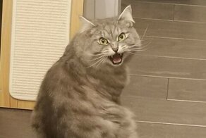Вечно недовольные котяры, которые громко заявляют о своих желаниях