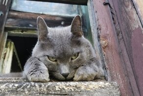 Красивые уличные котики
