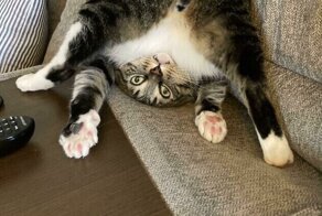 Умора: котейки, которые внезапно сломались