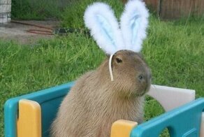 30 нелепых и милых фото с животными, которые зарядят позитивом