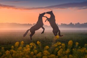 Сказочные фотографии весенних Нидерландов, от которых захватывает дух