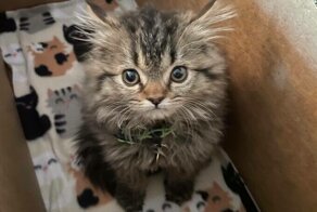 20+ бездомных животных, которые узнали, что такое любовь человека