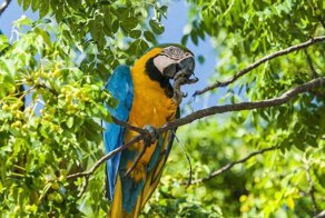 Грустная история последнего попугая ара, который живет в дикой природе Рио