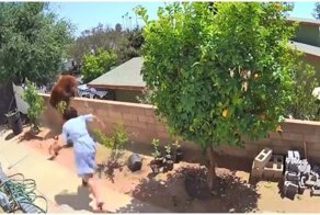 Сработала на опережение: женщина защитила своих собак от медведя