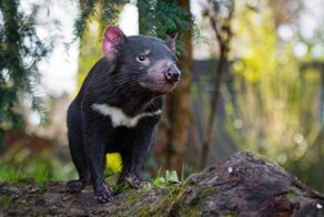 Впервые за 3000 лет в Австралии появились тасманийские дьяволы