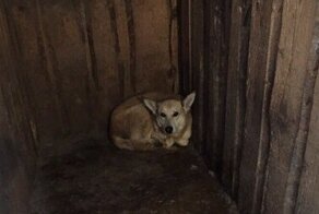 Семья из Нижнего Новгорода утонула в собачьей моче