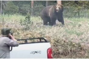Медведь гризли попытался напасть на рейнджера в национальном парке