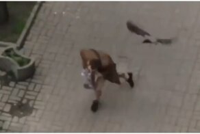 Дерзкие вороны напали на прохожего