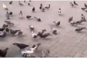 Сочинские отпугиватели птиц способны прогнать кого угодно, только не голубей