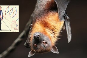 Ученые обучили слепых людей использовать эхолокацию всего за 10 недель