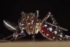 Юг России подвергся нападению азиатских тигровых комаров