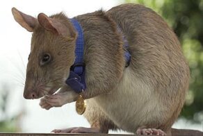 Крыса-сапер ушла в отставку с орденом