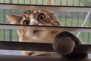 15 забавных кошачьих привычек, которые знакомы каждому