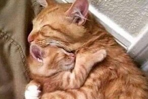 15 фотографий питомцев, которые очаруют вас и заставят улыбнуться