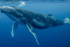 Австралийцы заметили с пляжа кита, который застрял в буйках