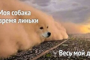 Каково это - жить с собакой? 25 правдивых и забавных мемов