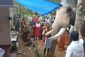 Они все чувствуют: слон оплакивает дрессировщика на похоронах