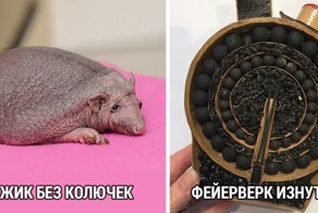 Сверху, снизу, изнутри: 24 всем знакомых вещи с новой стороны