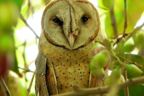 Красивые фотографии сов (111 фото)