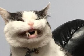 16 неудачных фотографий котов, которые вызывают улыбку