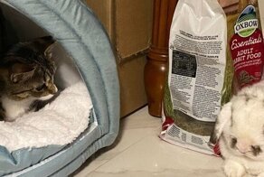 18 случаев, когда коты установили в доме хозяев свои правила