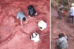 В Китае нашли уникальный скелет гигантского динозавра
