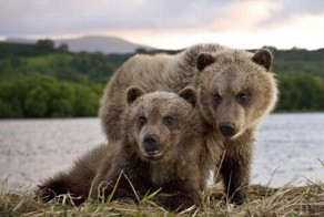 Бурые медведи (29 фото)