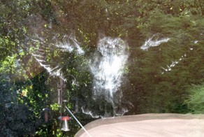 Мистические следы птиц (12 фото)