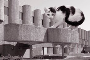 Кошки и брутализм: забавный проект дизайнеров