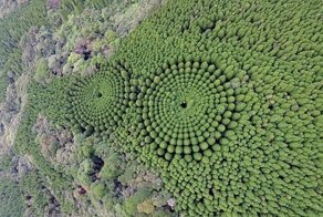 В Японии обнаружились загадочные круги из деревьев