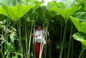 Самое странное место на планете: почему на Сахалине обычные растения достигают гигантских размеров?