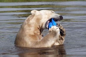 Медведь развлекается (10 фото)
