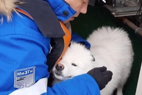 Российские моряки спасли собаку, которая провела неделю на айсберге