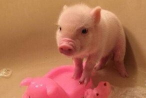 17 фотографий животных, у которых купание вызвало самые разные эмоции