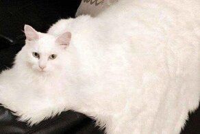 16 фотографий мастеров маскировки