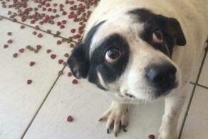 16 кошек и собак, которые сожалеют о своих промахах