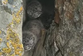 Видео с малышами манула, случайно снятое на границе с Монголией, попало в сеть