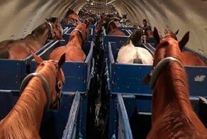 Редкие штуки, которые вы не увидели бы никогда, если бы не эти фотографии