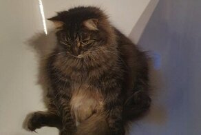 18 котов, удививших хозяев своим чудаковатым поведением