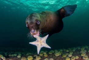 Удивительный мир: лучшие фото дикой природы по версии Nature TTL