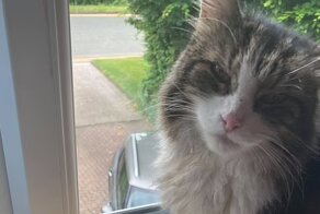 Семья кремировала любимого кота, но через несколько дней знакомое "мяу" послышалось за дверью