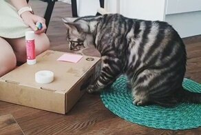 Сообразительный котяра знает больше 50 команд