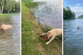 Голдендудль по имени Харли спас детеныша олененка из озера