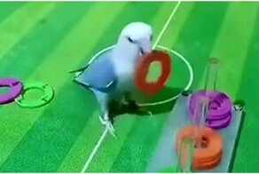 Очень смышленый попугай