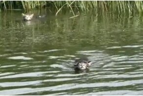 Котята отправились вплавь по реке, чтобы догнать хозяйку на лодке
