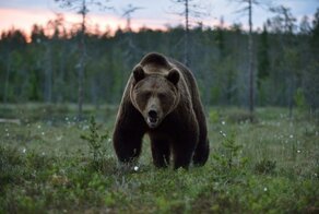Медведь-людоед в Сибири загрыз подростка, помогавшего туристам