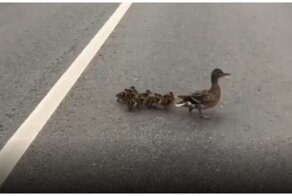 Десантирование пернатого семейства